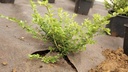 Unkrautvlies PLANTEX GOLD, 100 m lang, 200 cm breit