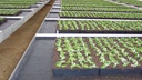 Bewässerungsmatte VIVAPLUS, 300 g/m², 2-lagig, 50 m lang, 200 cm breit