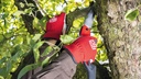 Baumsäge FELCO 603, Blatt gebogen 20 cm