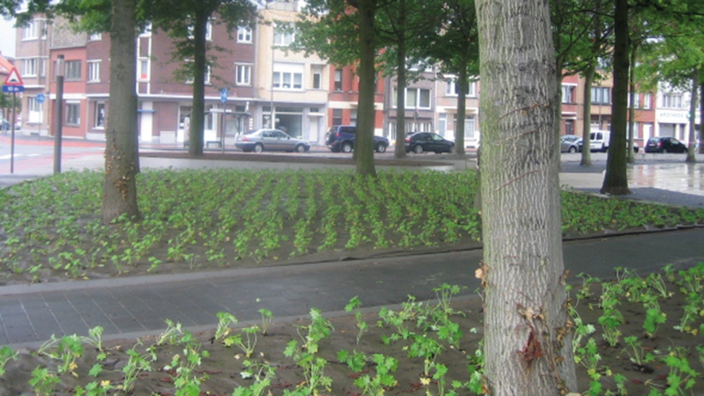 Bio-Bändchengewebe DURACOVER, 130 g/m2, 100 m, 300 cm breit