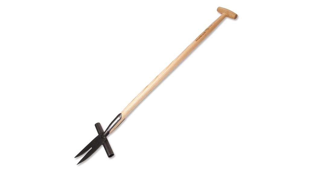 Ampferstecher