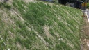 137.470_Samenmatte greentex®, 20 m lang, 120 cm breit