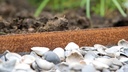 Randbegrenzung Stahl unbeschichtet rostig 3 mm x 10.2 cm