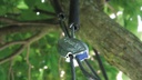 Baumverankerung GRIPPLE TGK 5