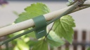Bindeband SUPER MAX grün, 0.10 mm dick 40 m lang, 10 Rollen