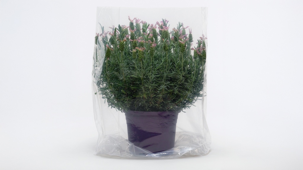 Flachbeutel transparent 60 x 75 cm, Rolle à 100 Stück