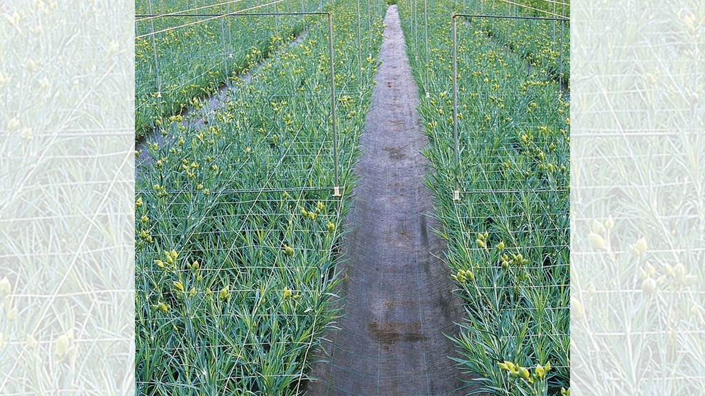 Blumenstütznetz aus Kunststoff 102 cm breit, 170x150 mm