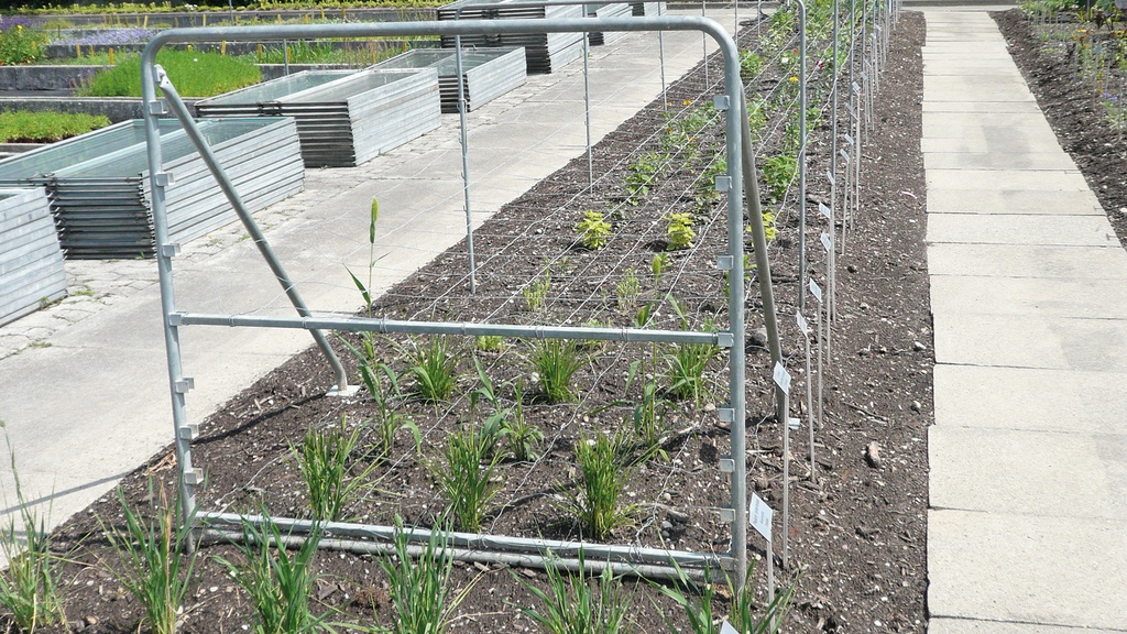 Stützen für Schnittblumen-Drathgeflechte als Zwischenstütze
