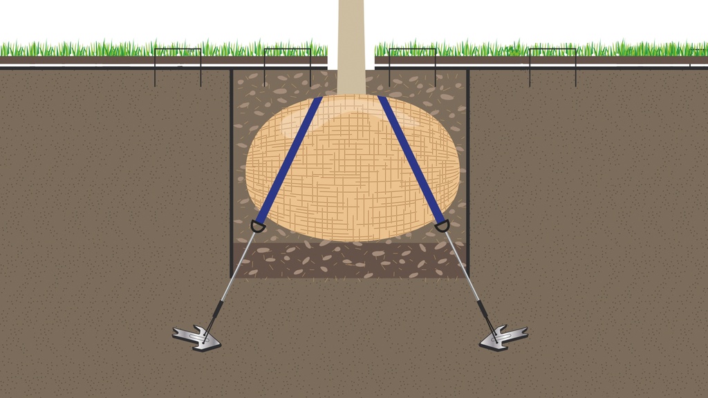 Wurzelballenverankerung mit Erdanker, Baumhöhe 2-4.5 m