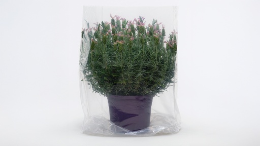 Sac transparent, 60 x 75 cm, rouleau de 100 pièces